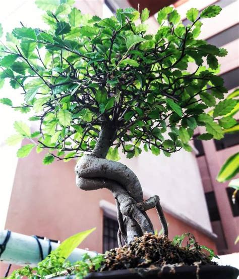 榆樹小盆栽 風水重要嗎